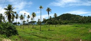 کشاورزی در دومینیکا